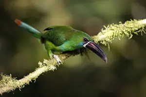 Tropical Bird Prints: Crimson-rumped Toucanet (Aulacorhynchus haematopygus)
