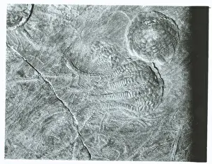 Paleontology Prints: Crinoid Fossil