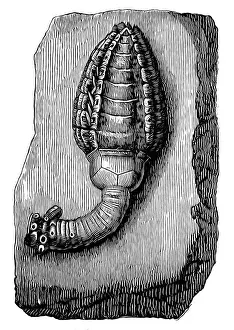 Crinoid fossil (Cupressocrinus crassus) from the Devonian Period