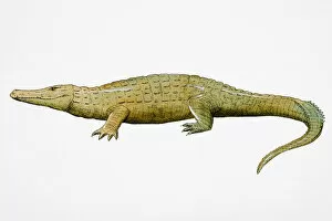 Images Dated 5th January 2007: Crocodile (Crocodlylidae), side view
