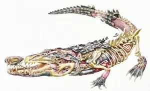 Crocodile (Crocodylidae), internal anatomy, cross-section