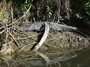 Images Dated 13th July 2013: Crocodile at Daintree National Park