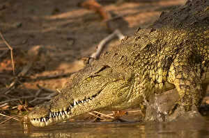 Ben Cranke Gallery: Crocodile, Kafue National Park, Zambia