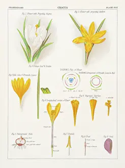 Crocus Chromolithography 1883