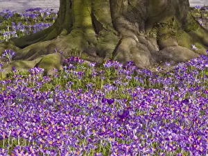 Crocus Prints: Crocus -Crocus- in the spa gardens of Baden-Baden