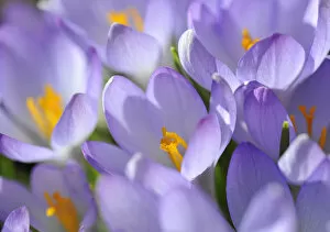 Iris Family Gallery: Crocus -Crocus-, violet