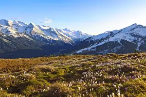 High Mountain Range Prints: Crocus meadow in the high mountains, Zillertal, Tyrol, Austria