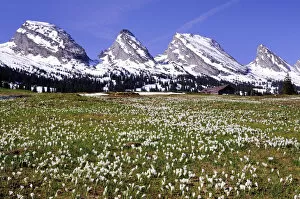 Images Dated 19th May 2012: Crocus meadow on the Sellamatt in Toggenburg, the snowy Churfirsten at the back, Schibenstoll
