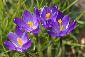 Images Dated 6th March 2014: Crocuses -Crocus sp.-, Baden-Wurttemberg, Germany
