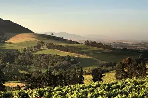 Cultivated Prints: Crop, Cultivated, Dusk, Evening, Field, Hill, Mountain, Rural Scene, Sky, Stellenbosch