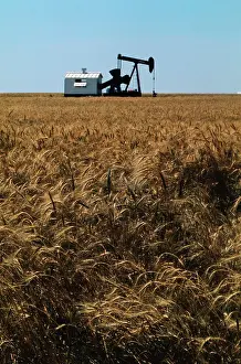 Kansas Prints: Crops Ready for Harvest