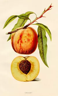 Images Dated 11th June 2018: Crosby peach illustration 1891