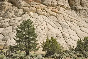 Cross-Bedded Sandstone On A Petrified Sand Dune At Grand Staircase-Escalante National Monument