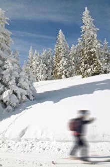 Woodlands Collection: Cross-country skier with motion blur on Feldberg Mountain, Black Forest, Baden-Wuerttemberg