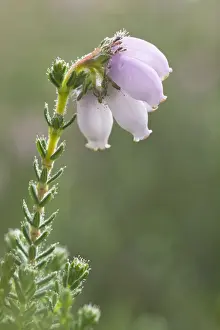 Variety Prints: Cross-leaved heath (Erica tetralix)
