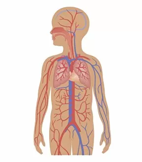 Images Dated 24th October 2011: Cross section biomedical illustration of cardiovascular system and respiratory system in child