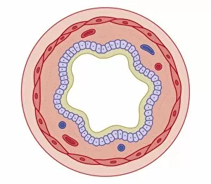 Images Dated 21st October 2011: Cross section biomedical illustration of how bronchodilator drugs work after ingesting the drug