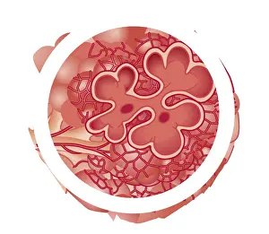 Respiratory System Prints: Cross section biomedical illustration of alveolus
