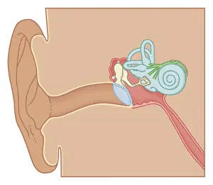 Human Ear Prints: Cross section biomedical illustration of the anatomy of the ear