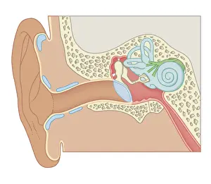 Human Ear Prints: Cross section biomedical illustration of the anatomy of the ear