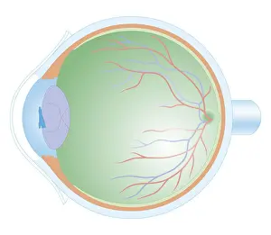 Eyesight Prints: Cross section biomedical illustration of anatomy of human eye
