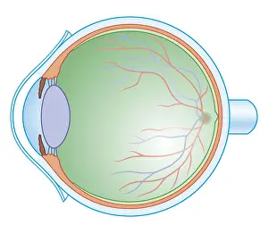Human Eye Prints: Cross section biomedical illustration of the anatomy of the human eye