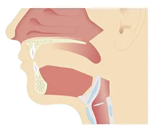 Tongue Prints: Cross section biomedical illustration of anatomy of mouth in adult male