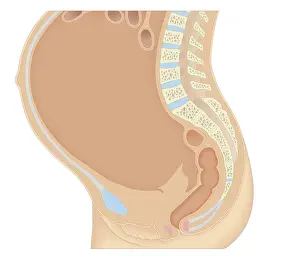 Uterus Prints: Cross section biomedical illustration of anatomy during pregnancy