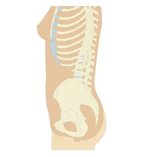 Pelvis Prints: Cross section biomedical illustration of anatomy of pregnant woman at 12 weeks / first trimester of pregnancy