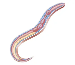 Overhead View Prints: Cross section biomedical illustration of anatomy of a Roundworm (Nematodes)