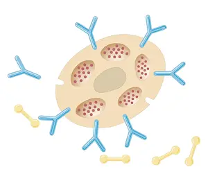 Cross section biomedical illustration of antibodies binding to mast cell after exposure to allergens