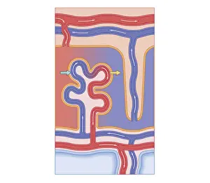 Placenta Prints: Cross section biomedical illustration of blood vessels of placenta