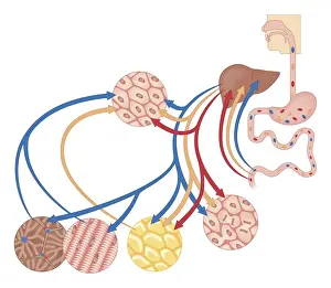 Cross section biomedical illustration of how the body uses food for energy, the liver for digestion, fat storage and glycogen storage