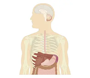 Gall Bladder Prints: Cross section biomedical illustration of brain