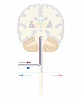 Images Dated 24th October 2011: Cross section biomedical illustration of brain and autonomic pathways in the autonomic nervous