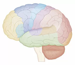 Images Dated 21st October 2011: Cross section biomedical illustration of brain map