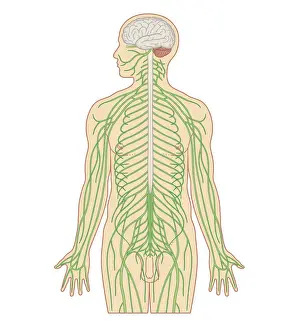 Cross section biomedical illustration of brain and nervous system in adult male