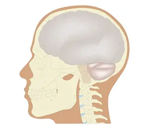 Brain Stem Prints: Cross section biomedical illustration of the brain and skull at 18 years of age