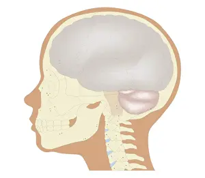 Brain Stem Prints: Cross section biomedical illustration of the brain and skull at 6 years of age