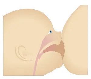 Breast Prints: Cross section biomedical illustration breast engorgement and sucking position of baby
