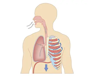Trachea Prints: Cross section biomedical illustration of how breathing works - Inhaling