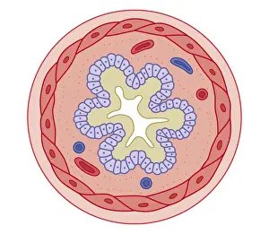 Bronchi Prints: Cross section biomedical illustration of how bronchodilator drugs work before ingesting the drug the airway narrows as