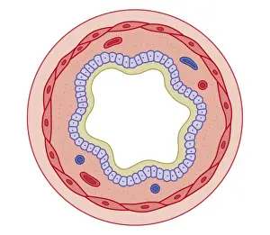 Cross section biomedical illustration of how bronchodilator drugs work after ingesting the drug the muscles relax and the airway widens, increasing air flow