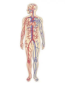 Vein Prints: Cross section biomedical illustration of cardiovascular system in adult male