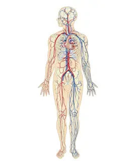 Cross section biomedical illustration of cardiovascular system and human nervous system in adult male