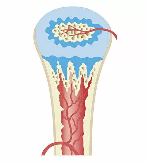 Images Dated 24th October 2011: Cross section biomedical illustration of childhood development long bone