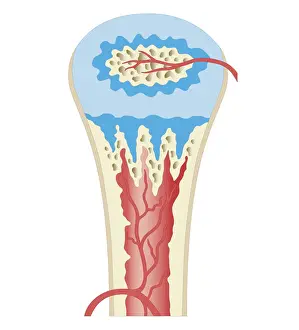 Cartilage Prints: Cross section biomedical illustration of childhood development long bone