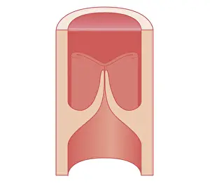 Closed Prints: Cross section biomedical illustration of closed heart valve