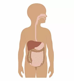 Images Dated 24th October 2011: Cross section biomedical illustration of digestive system in girl