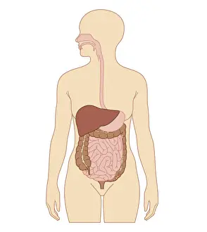 Stomach Prints: Cross section biomedical illustration of digestive system in adult woman